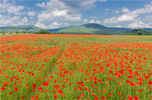 移民，子女教育問題安排