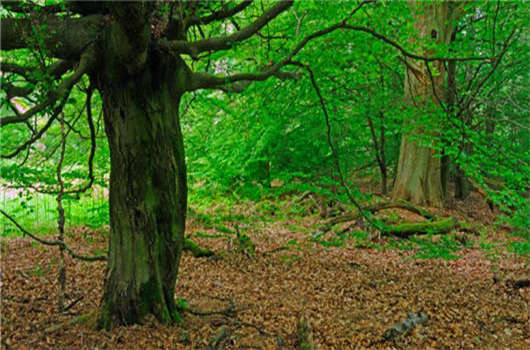 奇葩的“德國美食”您了解的多深？
