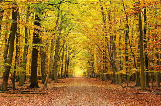 德國這個國家怎么樣？德國移民的優(yōu)勢好不好？